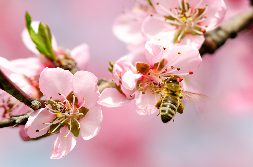 Obrázek Od príčin problémov v prírode až k dôsledkom pre vaše včelárenie – ilustračná fotografia k článku „Od príčin problémov v prírode až po…
