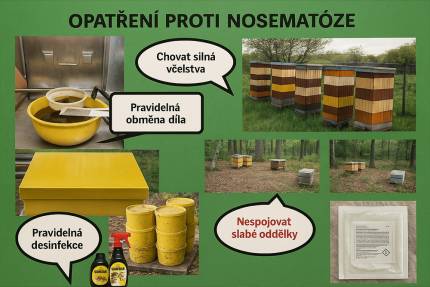 Nosematoza clanky jahan – ilustračná fotografia k článku „Nosematóza včiel – príznaky, prenos a prevencia“