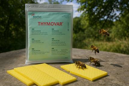 Obrázek THYMOVAR - všetko o tomto prírodnom prípravku proti varroáze – ilustračná fotografia k článku „THYMOVAR – všetko o prírodnom prípravku proti…
