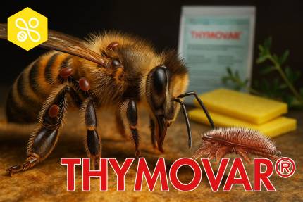 Varoaza clanky thymovar – ilustračná fotografia k článku „Skúsenosti včelárov s Thymovarom v liečbe varroázy“
