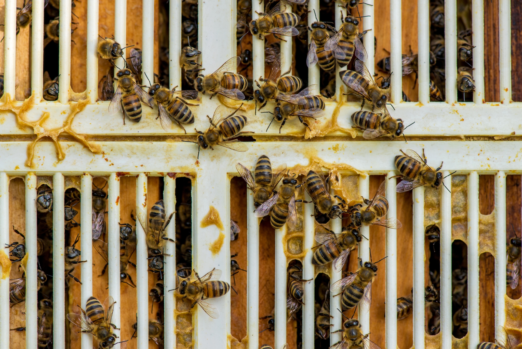 Včelí matečná mriežka