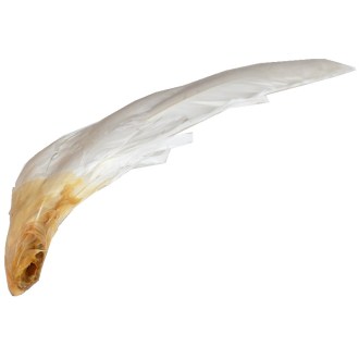 Husia brko na ometanie včelích rámikov