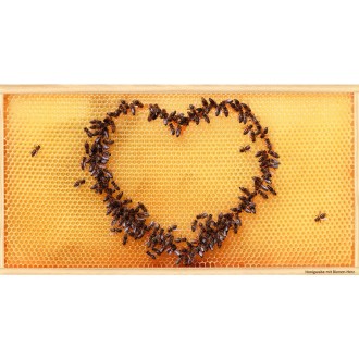 Pohľadnica SIPA "včelie srdce"
