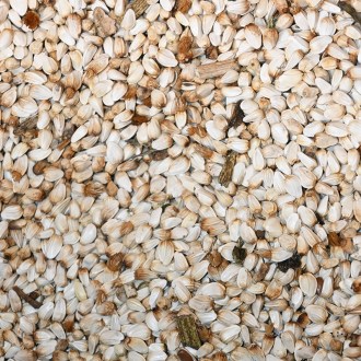 Svetlica farbiarska saflor (semená / včelia pastva) - 0,5 kg