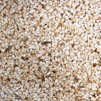 Svetlica farbiarska saflor (semená / včelia pastva) - 0,5 kg