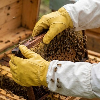 Rukavice včelárske - impregnované - veľ.: S-XXL