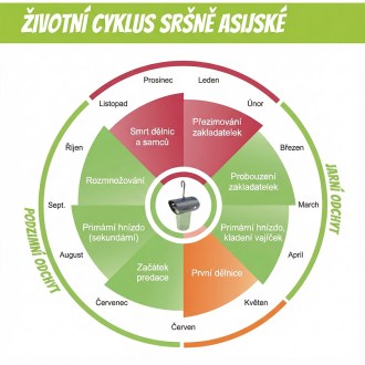 Pasca na ázijské sršne VespaCatch