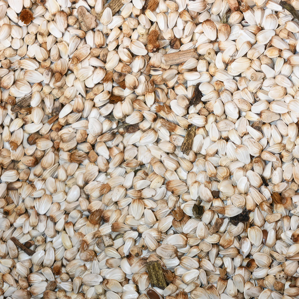 Svetlica farbiarska saflor (semená / včelia pastva) - 0,5 kg